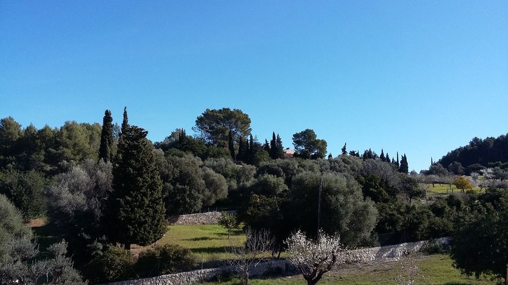 Finca Son Ametler Moscari Exterior foto